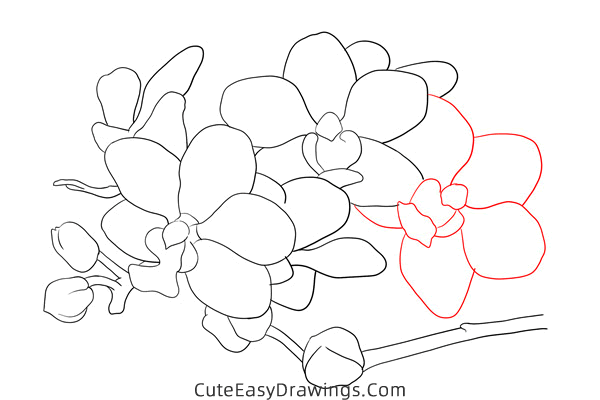 how to draw an orchid - www.cuteeasydrawings.com