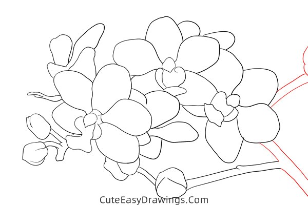 how to draw an orchid - www.cuteeasydrawings.com