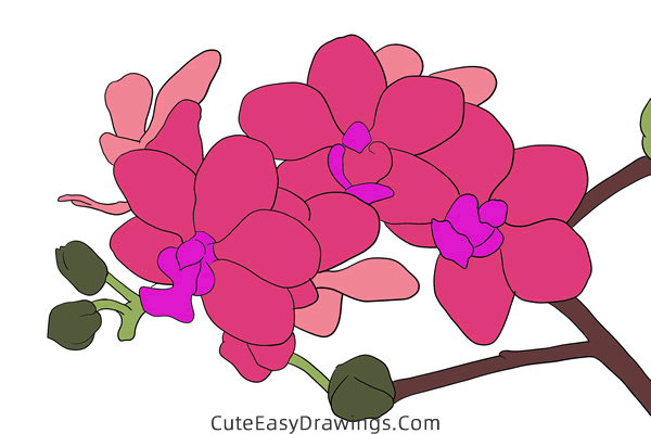 how to draw an orchid - www.cuteeasydrawings.com