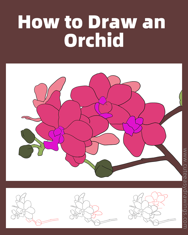 how to draw an orchid - www.cuteeasydrawings.com