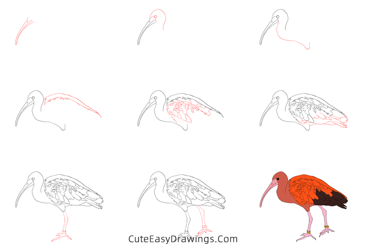 how to draw an ibis - www.cuteeasydrawings.com