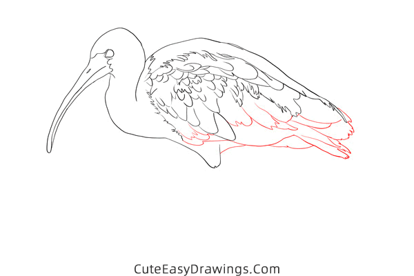 how to draw an ibis - www.cuteeasydrawings.com