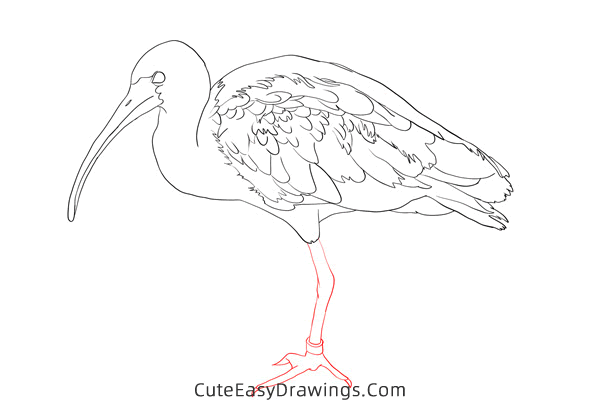 how to draw an ibis - www.cuteeasydrawings.com