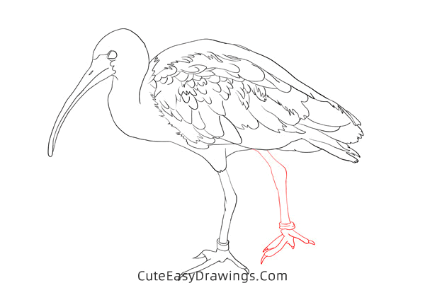 how to draw an ibis - www.cuteeasydrawings.com