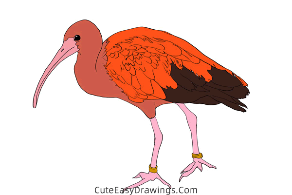 how to draw an ibis - www.cuteeasydrawings.com