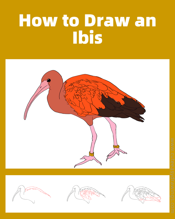 how to draw an ibis - www.cuteeasydrawings.com