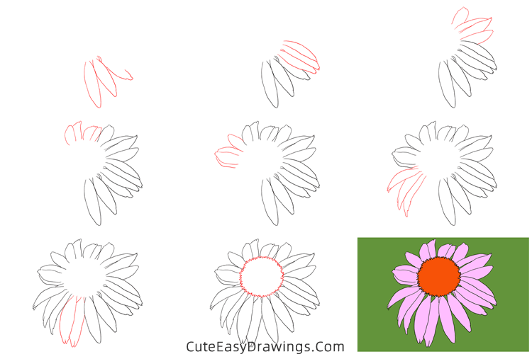 how to draw an echinacea flower - www.cuteeasydrawings.com