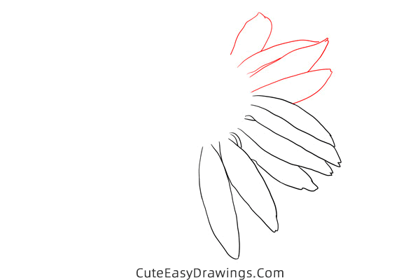 how to draw an echinacea flower - www.cuteeasydrawings.com