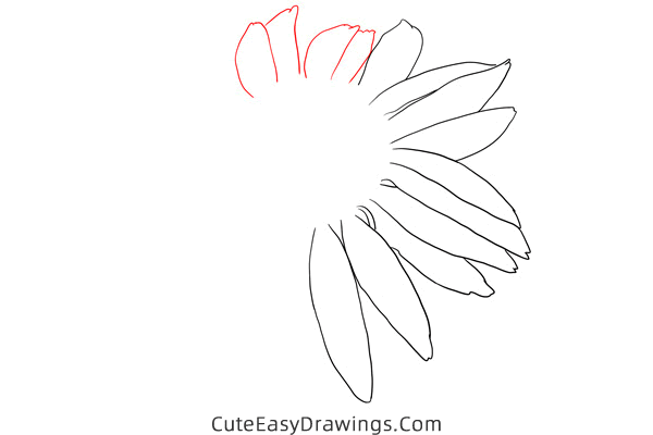 how to draw an echinacea flower - www.cuteeasydrawings.com