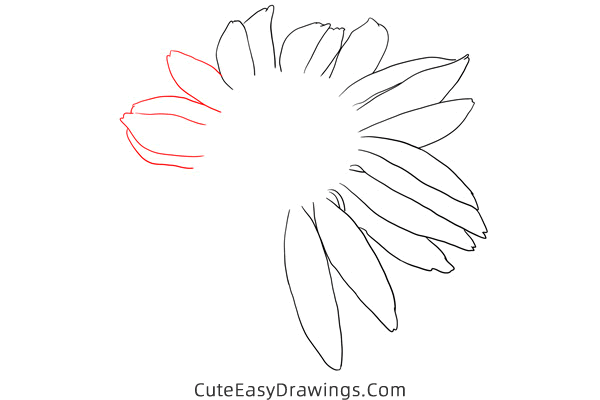 how to draw an echinacea flower - www.cuteeasydrawings.com