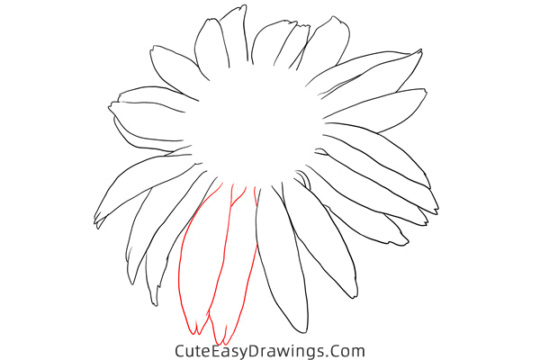 how to draw an echinacea flower - www.cuteeasydrawings.com