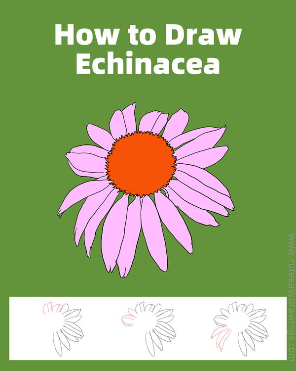 how to draw an echinacea flower - www.cuteeasydrawings.com