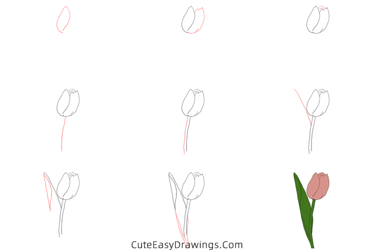 how to draw a realistic tulip flower - www.cuteeasydrawings.com