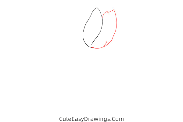 how to draw a realistic tulip flower - www.cuteeasydrawings.com