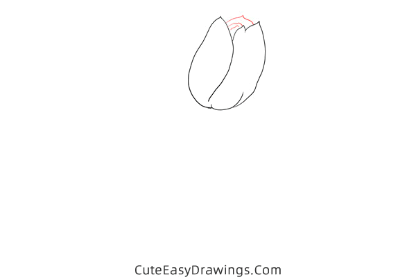 how to draw a realistic tulip flower - www.cuteeasydrawings.com