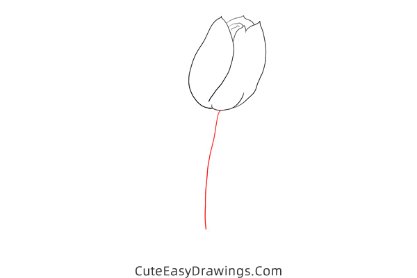 how to draw a realistic tulip flower - www.cuteeasydrawings.com