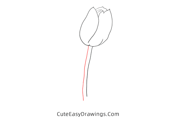 how to draw a realistic tulip flower - www.cuteeasydrawings.com