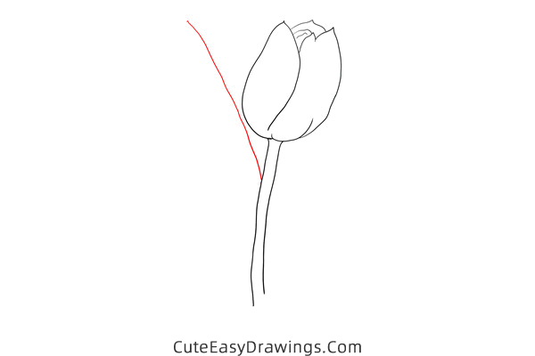 how to draw a realistic tulip flower - www.cuteeasydrawings.com