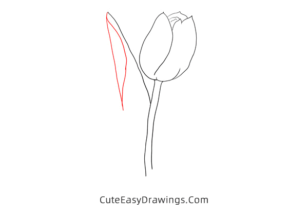 how to draw a realistic tulip flower - www.cuteeasydrawings.com