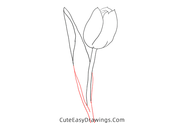 how to draw a realistic tulip flower - www.cuteeasydrawings.com