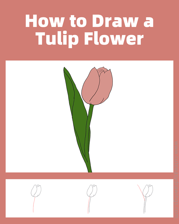 how to draw a realistic tulip flower - www.cuteeasydrawings.com