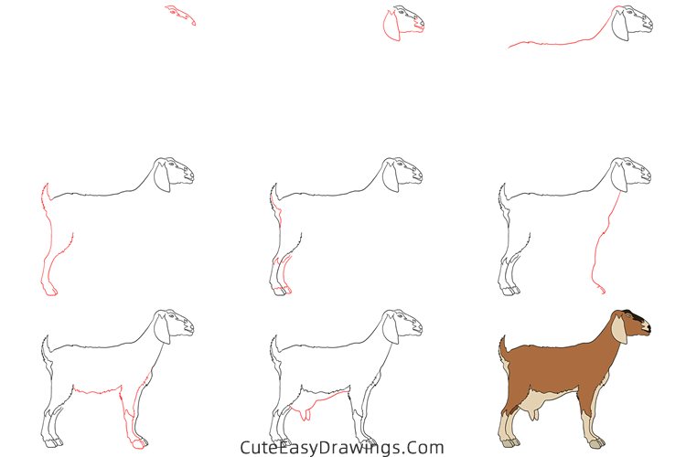 how to draw a realistic goat - www.cuteeasydrawings.com