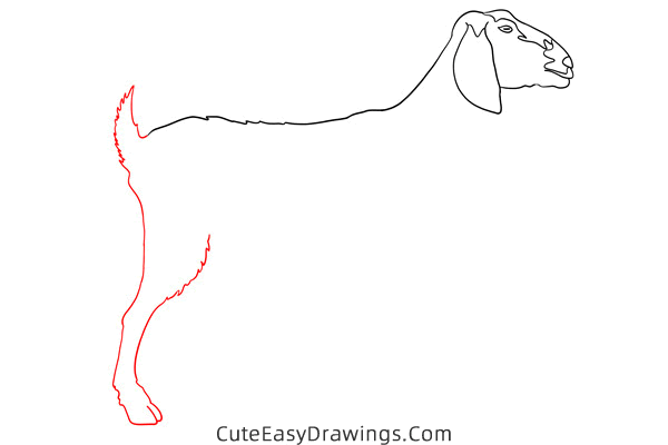 how to draw a realistic goat - www.cuteeasydrawings.com