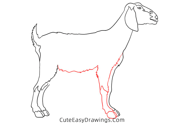 how to draw a realistic goat - www.cuteeasydrawings.com