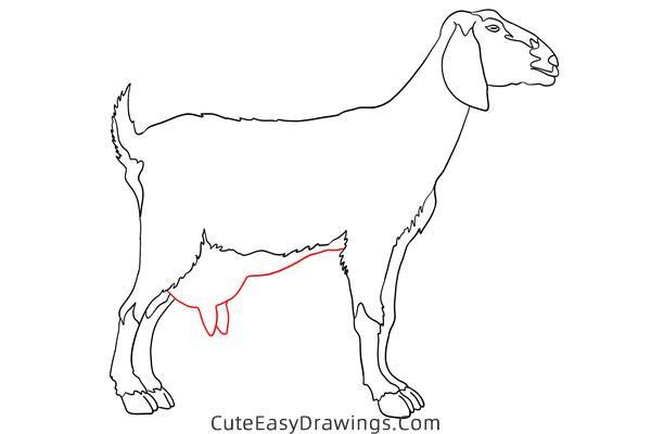 how to draw a realistic goat - www.cuteeasydrawings.com