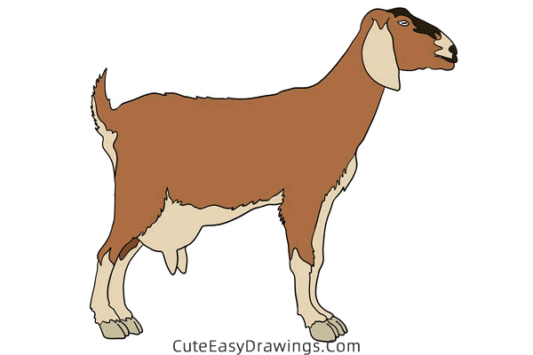 how to draw a realistic goat - www.cuteeasydrawings.com