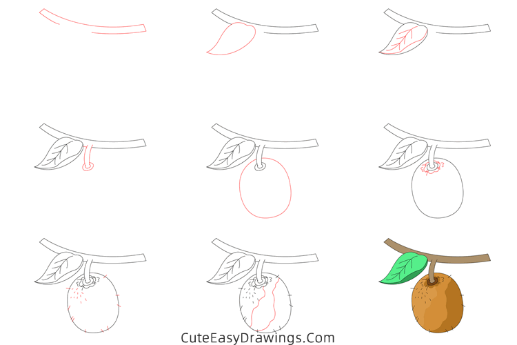 how to draw a kiwi fruit - www.cuteeasydrawings.com