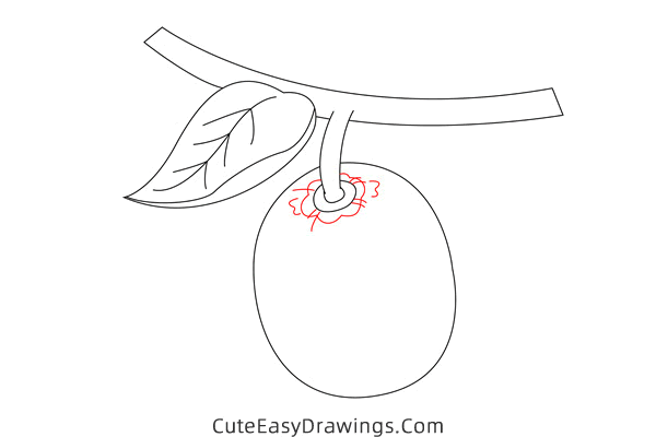 how to draw a kiwi fruit - www.cuteeasydrawings.com