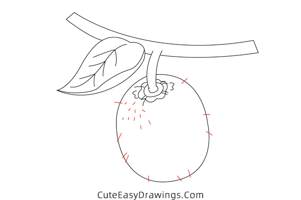 how to draw a kiwi fruit - www.cuteeasydrawings.com