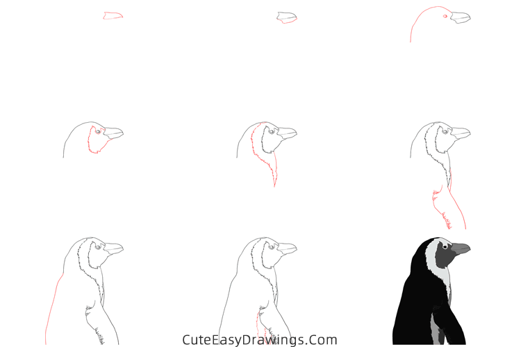 how to draw a realistic penguin - www.cuteeasydrawings.com