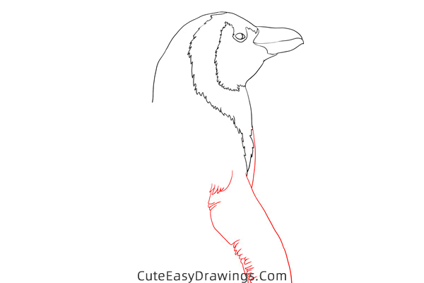 how to draw a realistic penguin - www.cuteeasydrawings.com