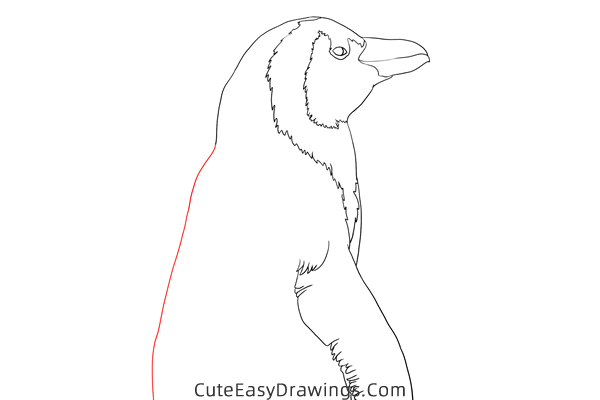 how to draw a realistic penguin - www.cuteeasydrawings.com