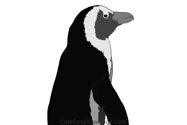 how to draw a realistic penguin - www.cuteeasydrawings.com