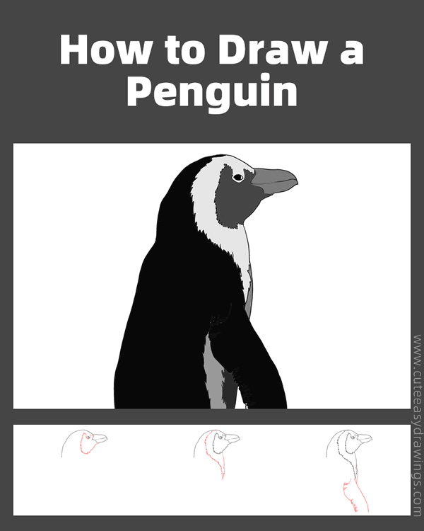 how to draw a realistic penguin - www.cuteeasydrawings.com