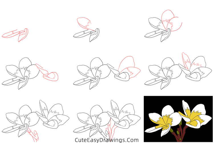 how to draw a realistic jasmine flower - www.cuteeasydrawings.com