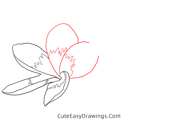 how to draw a realistic jasmine flower - www.cuteeasydrawings.com