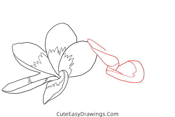 how to draw a realistic jasmine flower - www.cuteeasydrawings.com