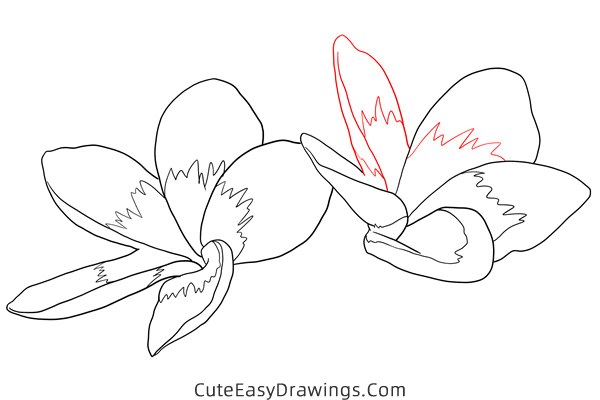 how to draw a realistic jasmine flower - www.cuteeasydrawings.com