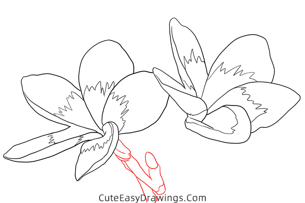 how to draw a realistic jasmine flower - www.cuteeasydrawings.com