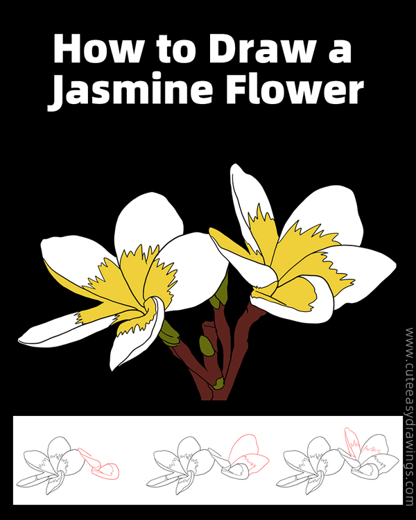 how to draw a realistic jasmine flower - www.cuteeasydrawings.com