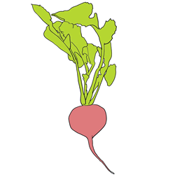 How to Draw a Radish Step by Step