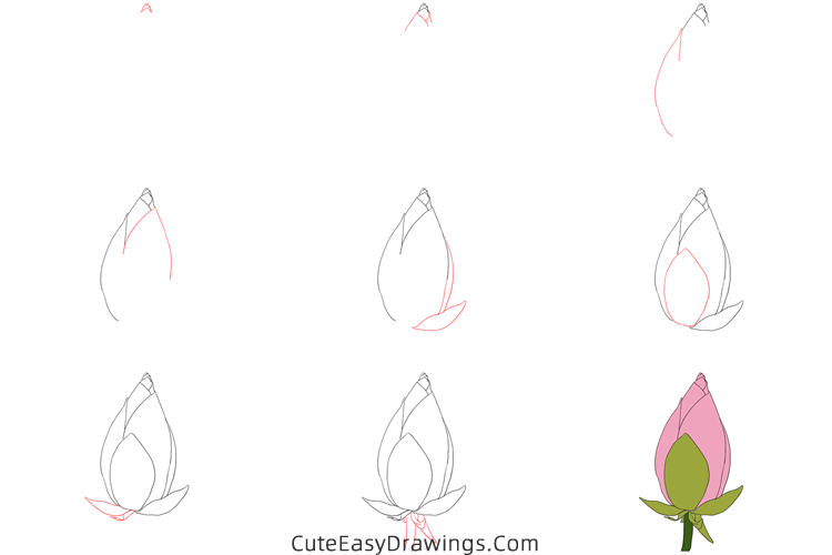 how to draw a bud - www.cuteeasydrawings.com