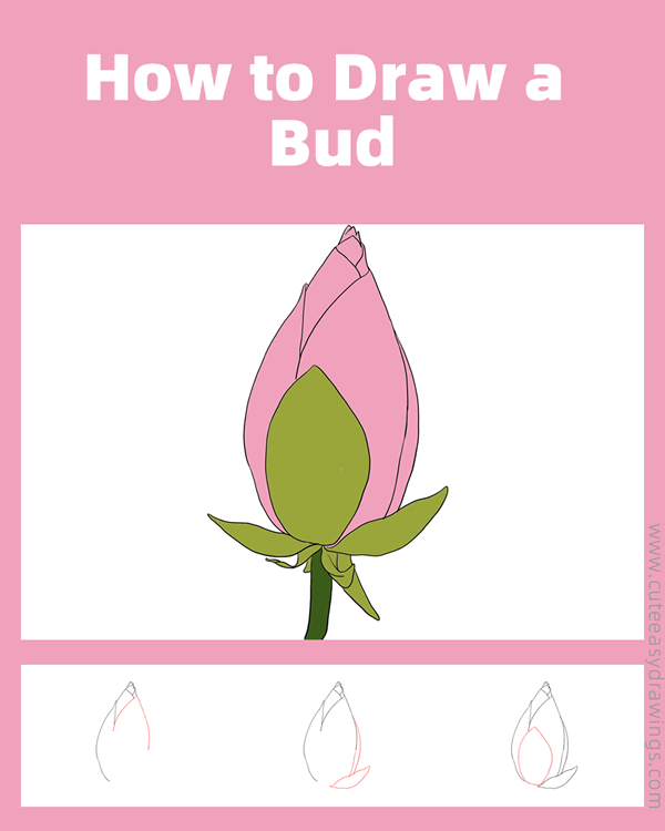 how to draw a bud - www.cuteeasydrawings.com