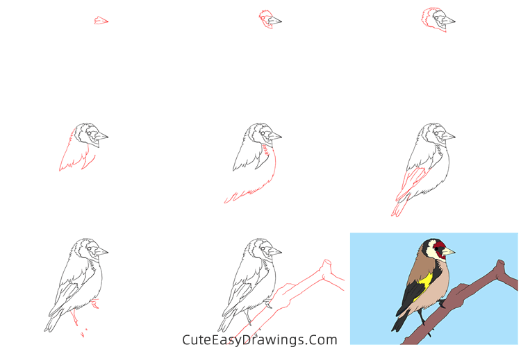 how to draw a goldfinch - www.cuteeasydrawings.com