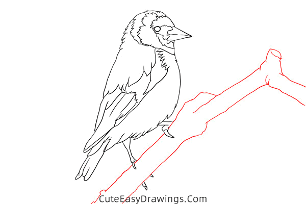 how to draw a goldfinch - www.cuteeasydrawings.com