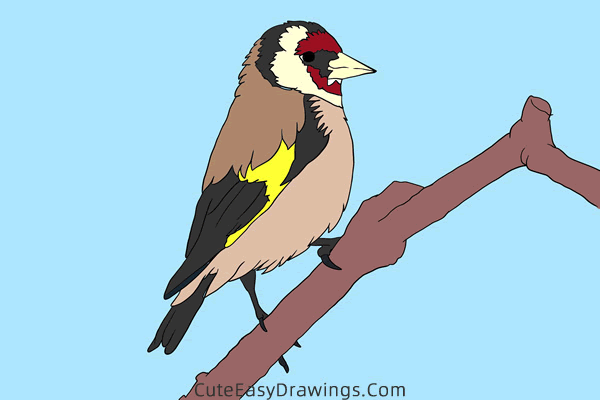 how to draw a goldfinch - www.cuteeasydrawings.com